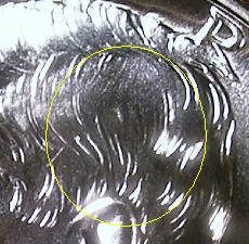 Regular Closeup